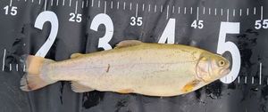 Cutthroat Trout