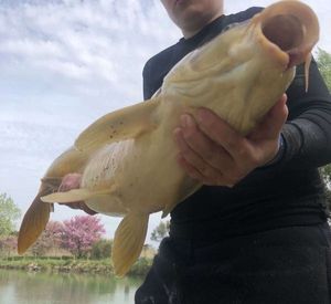 Leather Carp