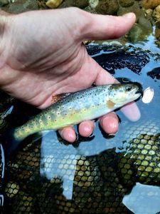 Brown Trout