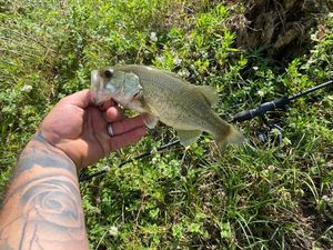 Largemouth Bass