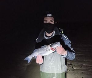 European Bass (Seabass)