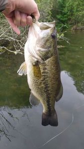 Largemouth Bass