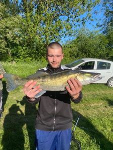 Zander