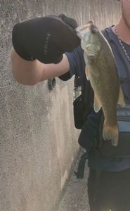 Largemouth Bass
