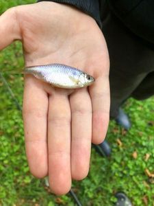 Roach