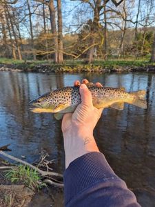 Brown Trout