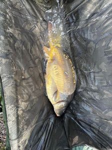 Leather Carp