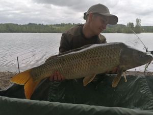 Common Carp