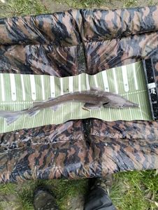 Sturgeon