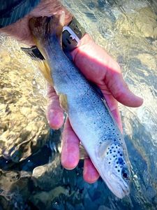 Brown Trout
