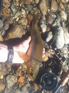 Brown Trout