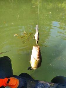 Largemouth Bass