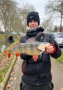 European Perch
