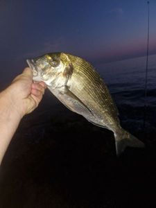 Gilthead Seabream