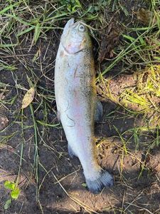 Lake Trout