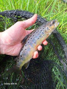 Brown Trout