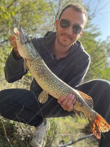 Northern Pike