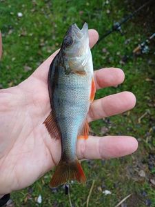 European Perch
