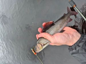 Grayling
