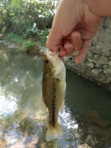 Largemouth Bass