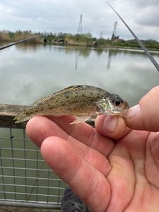 Ruffe