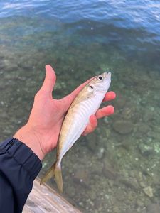 Atlantic Horse Mackerel