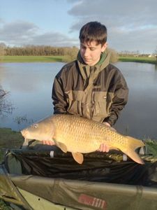 Common Carp