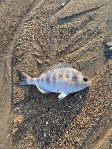 Black Seabream