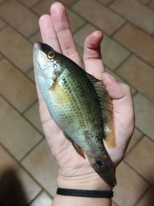 Axillary Wrasse