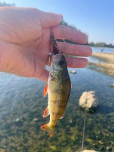 European Perch