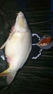 Common Carp