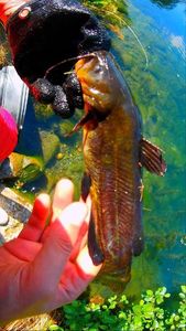 Black Bullhead
