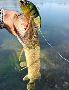 Northern Pike