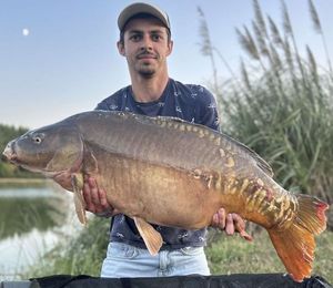 Mirror Carp