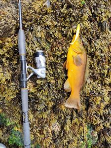 Ballan Wrasse