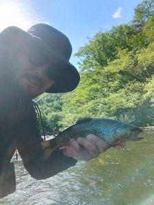 Brown Trout