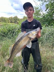 Zander