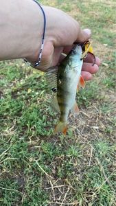 European Perch
