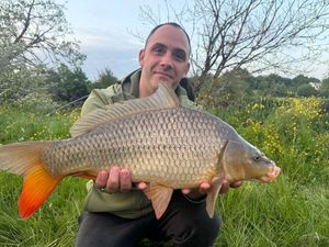 Common Carp