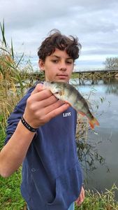 European Perch