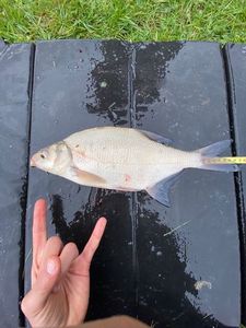 Common Bream