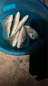 Gilthead Seabream