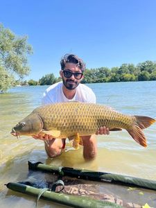 Common Carp