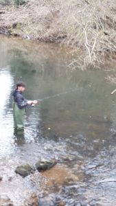Rainbow Trout
