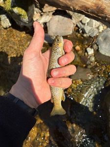 Brown Trout