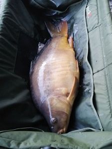 Mirror Carp