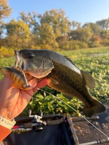 Largemouth Bass