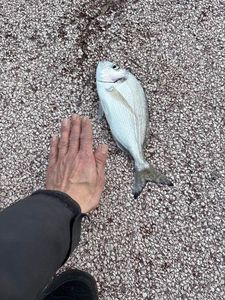 Gilthead Seabream
