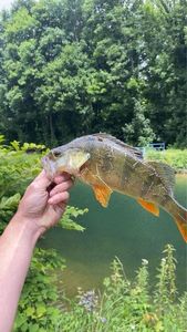 European Perch