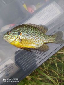 Pumpkinseed